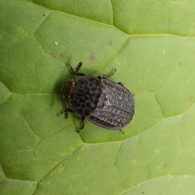 Thanatophilus rugosus - ripacsos dögbogár