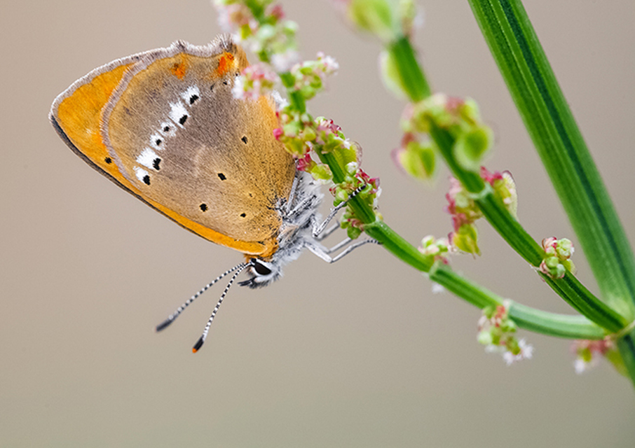 Lycaena virgaureae - arany-tűzlepke