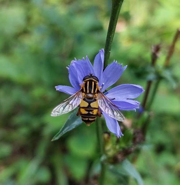 Helophilus pendulus - közönséges mocsárilégy
