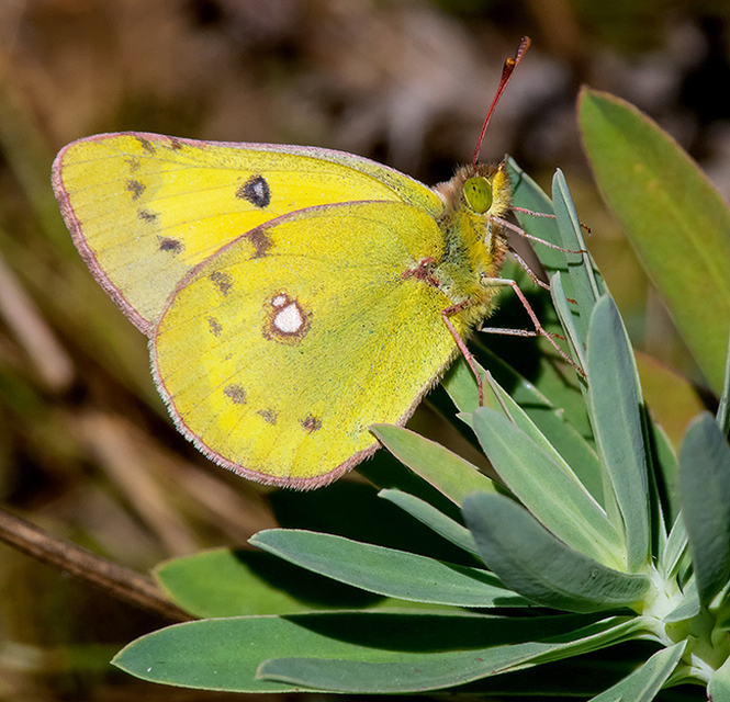 Colias chrysotheme - dolomit-kéneslepke