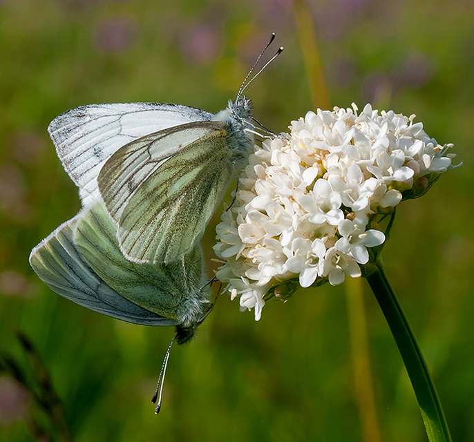 Pieris bryoniae - hegyi fehérlepke