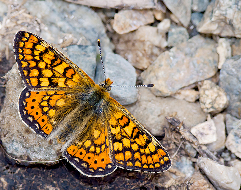 Euphydryas aurinia - lápi tarkalepke