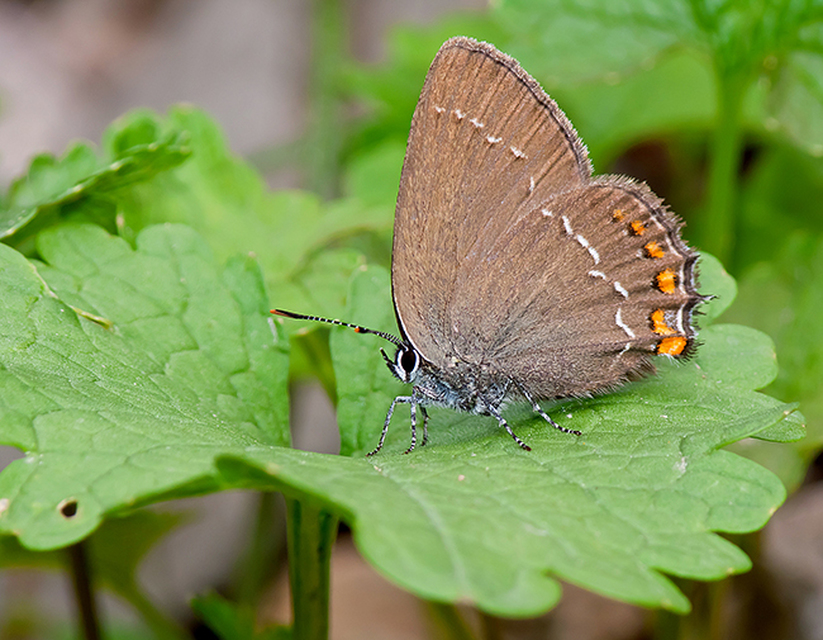 Satyrium ilicis - tölgyfa-csücsköslepke