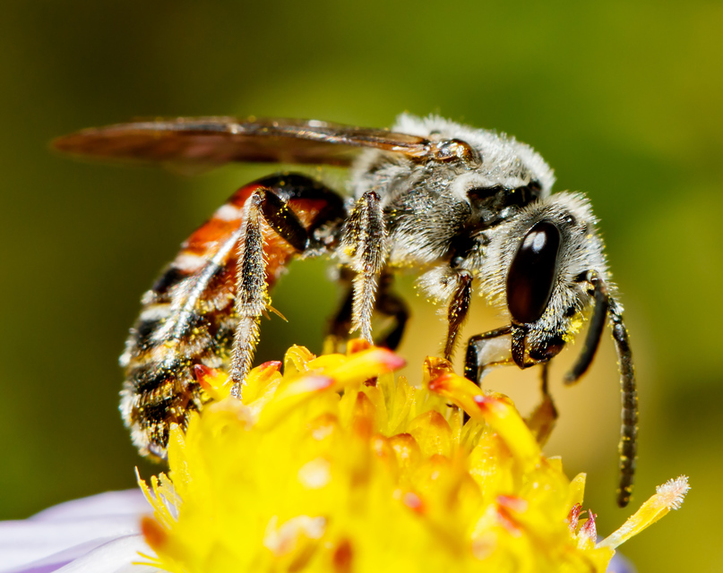 Lasioglossum