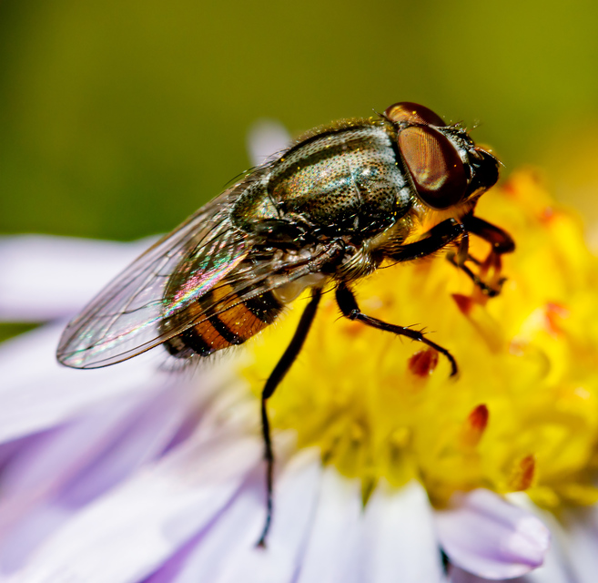 Stomorhina lunata - sáskaparazita légy