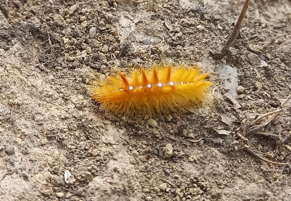 Acronicta aceris - vadgesztenye-szigonyosbagoly
