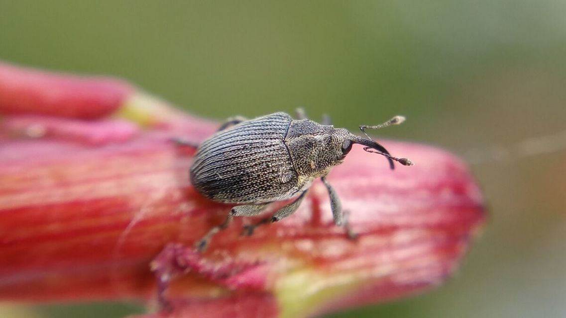 Ceutorhynchus obstrictus - repcebecő-ceutormányos