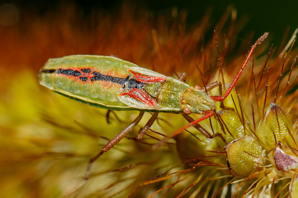 Myrmus miriformis - kurtaszárnyú karimáspoloska