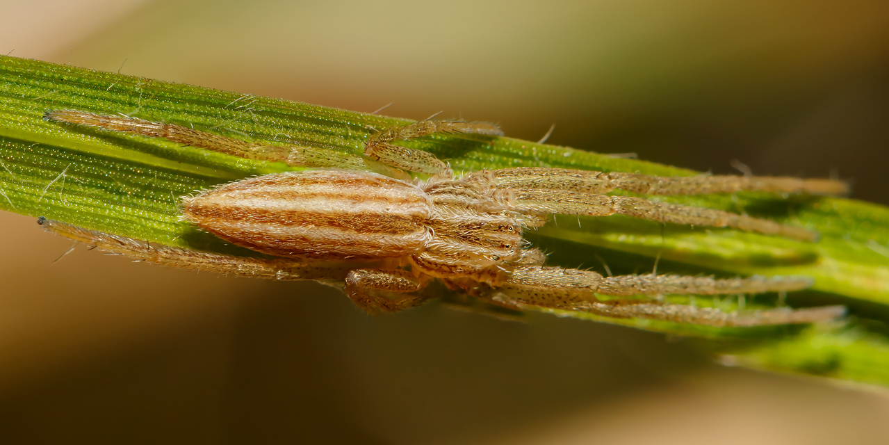 Tibellus