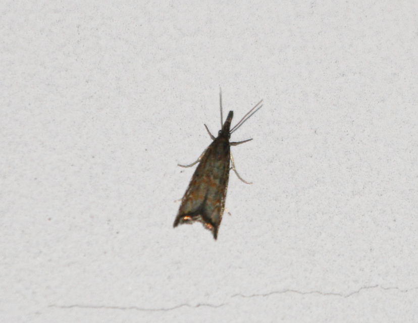 Platytes cerussella - törpe fűgyökérmoly