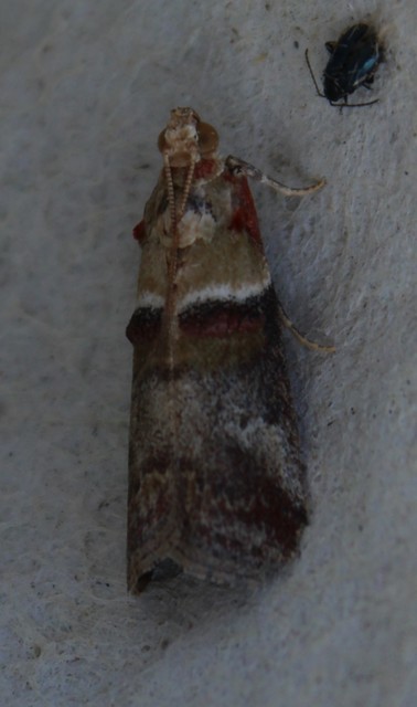 Acrobasis tumidana - bordás karcsúmoly