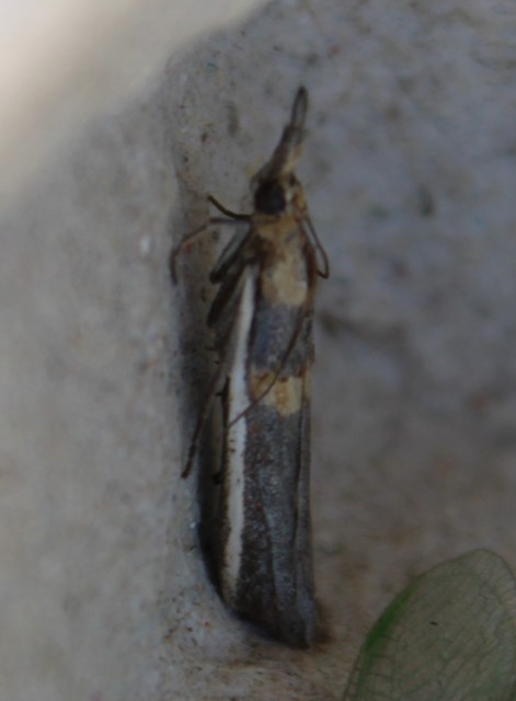 Etiella zinckenella - akácmoly