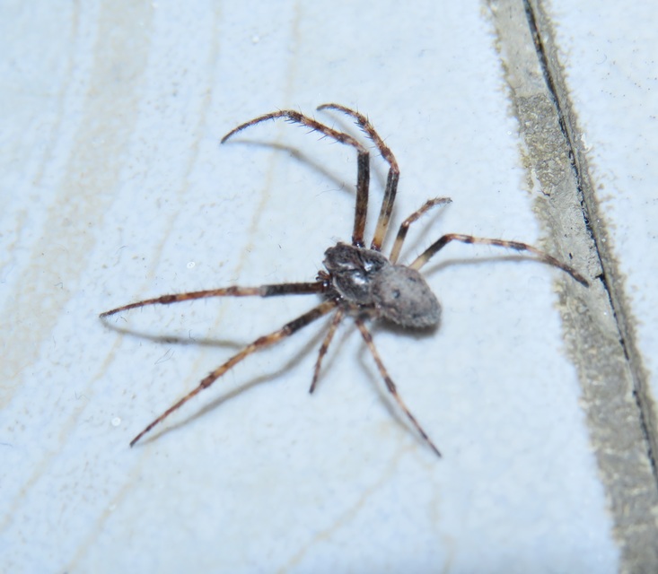 Nuctenea umbratica - közönséges rés-keresztespók