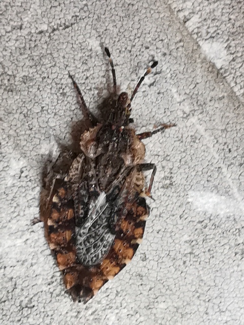 Aradus betulae - közönséges kéregpoloska