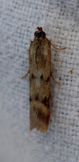 Homoeosoma sinuella - agyagsárga karcsúmoly