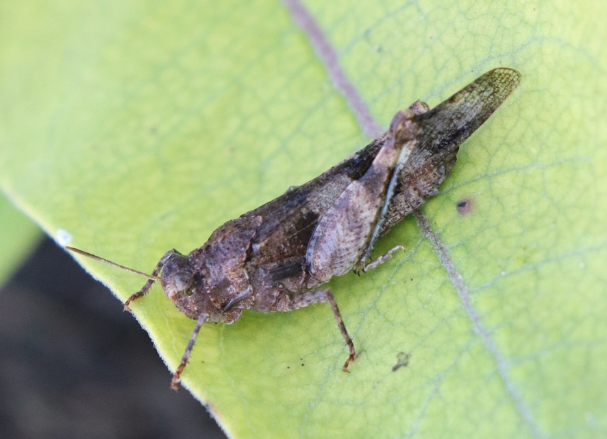 Oedipoda caerulescens - kékszárnyú sáska