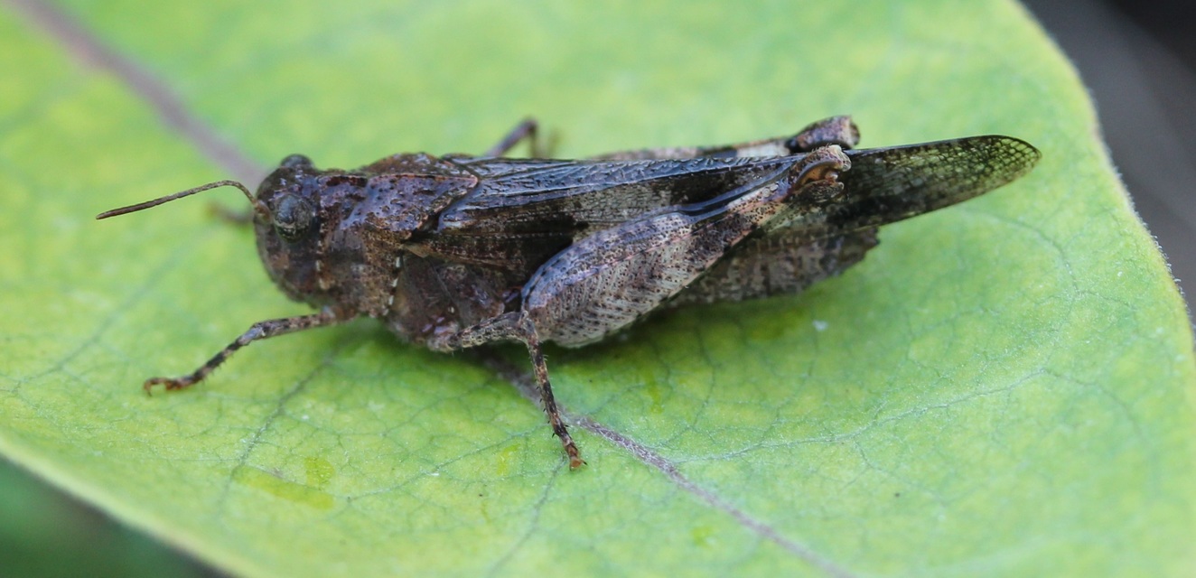 Oedipoda caerulescens - kékszárnyú sáska