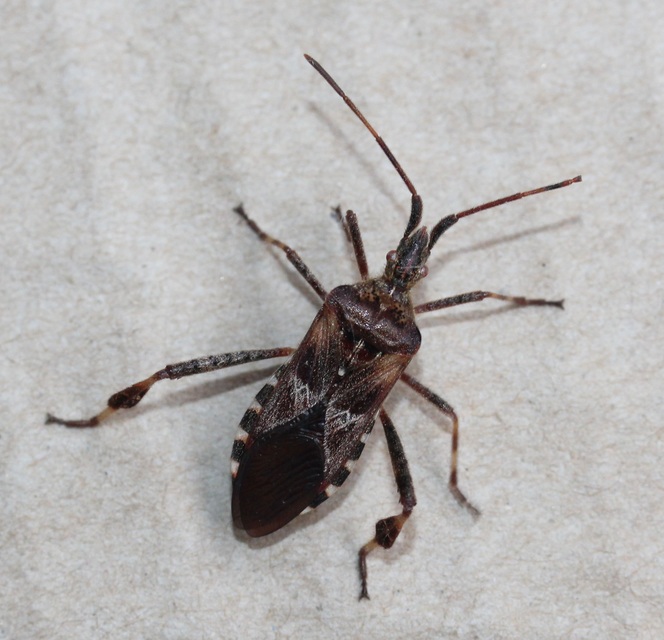Leptoglossus occidentalis - nyugati levéllábú poloska
