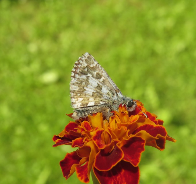 Pyrgus armoricanus - feles busalepke