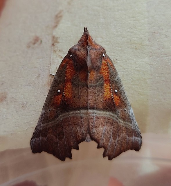 Scoliopteryx libatrix - vörös csipkésbagoly