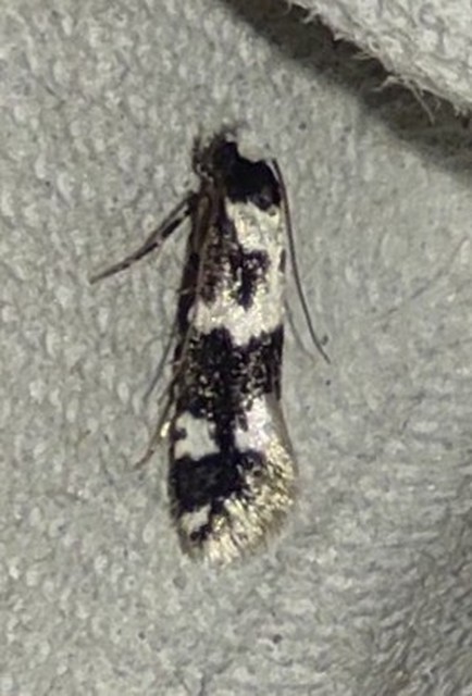 Neurothaumasia ankerella - magyarmoly