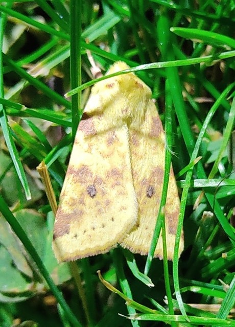 Cirrhia icteritia - nyárfa-sárgabagoly