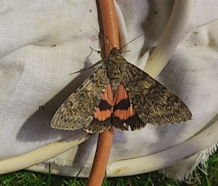Catocala elocata - közönséges övesbagoly