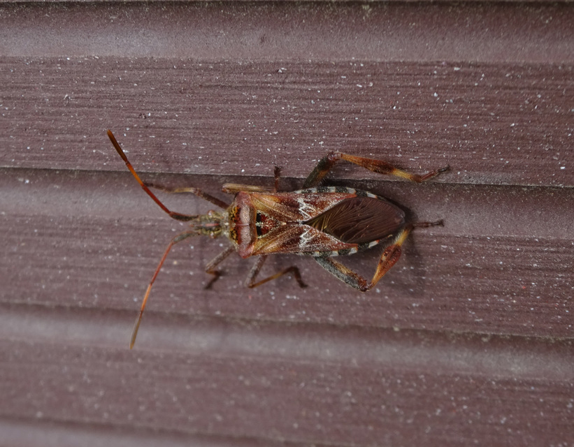 Leptoglossus occidentalis - nyugati levéllábú poloska