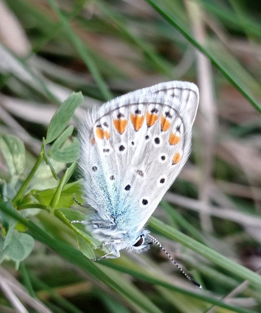 Polyommatus thersites - ibolyaszín boglárka