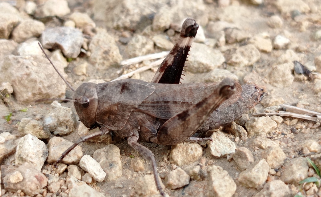 Psophus stridulus - kerepelősáska