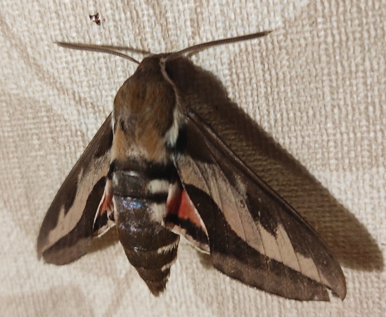 Hyles gallii - galajszender