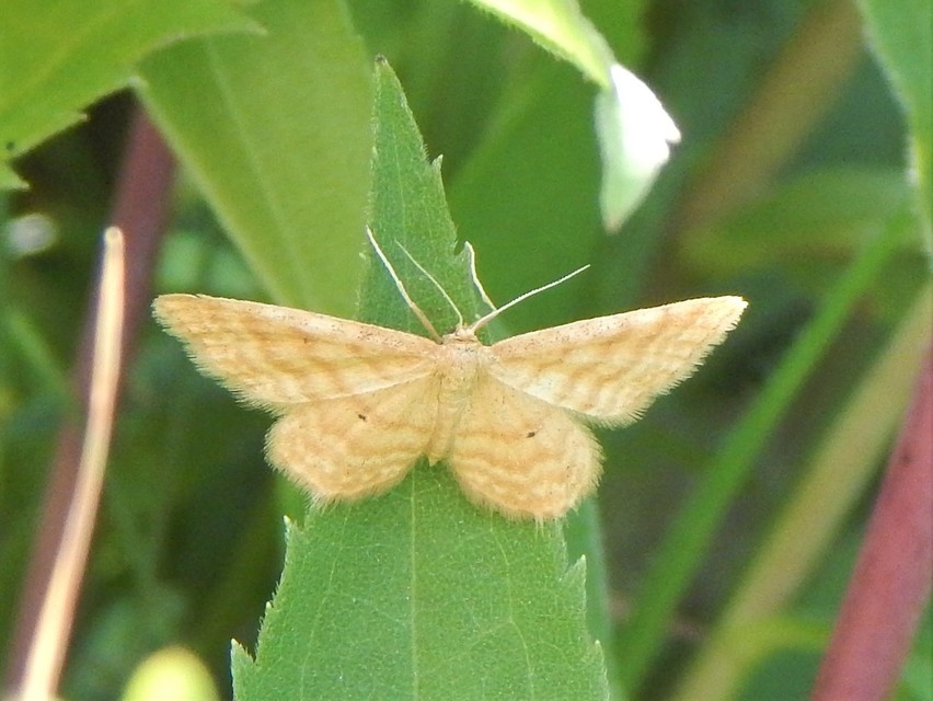 Idaea serpentata - kis sávosaraszoló