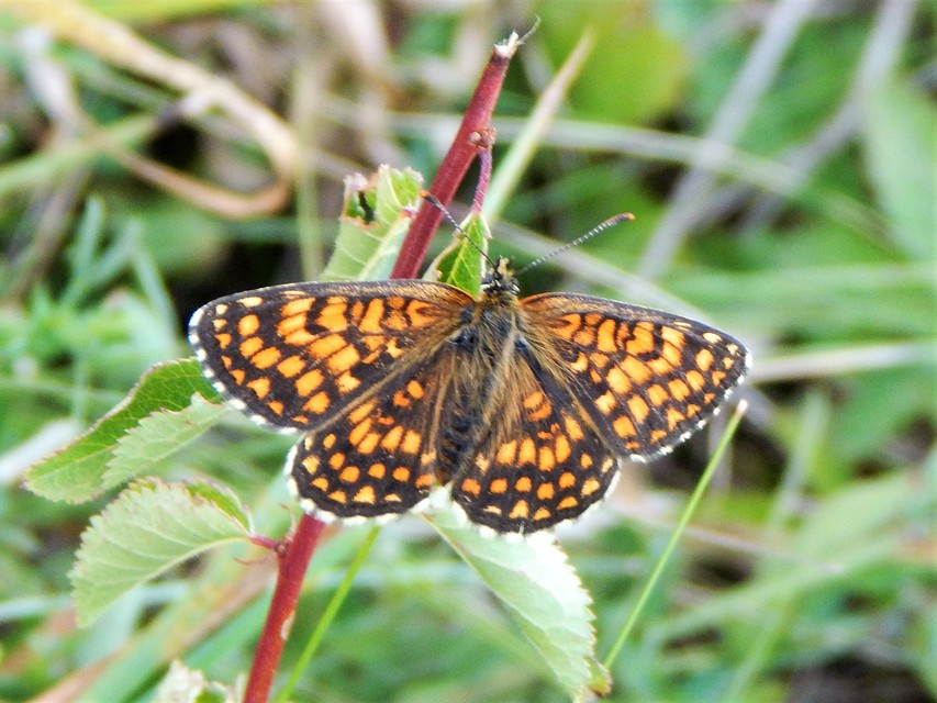 Melitaea athalia - közönséges tarkalepke