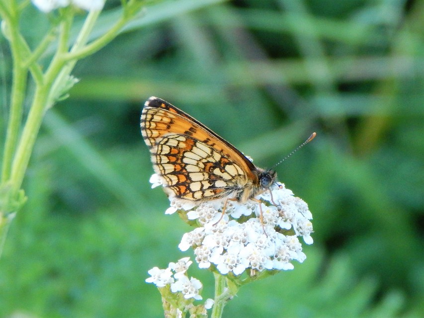 Melitaea athalia - közönséges tarkalepke