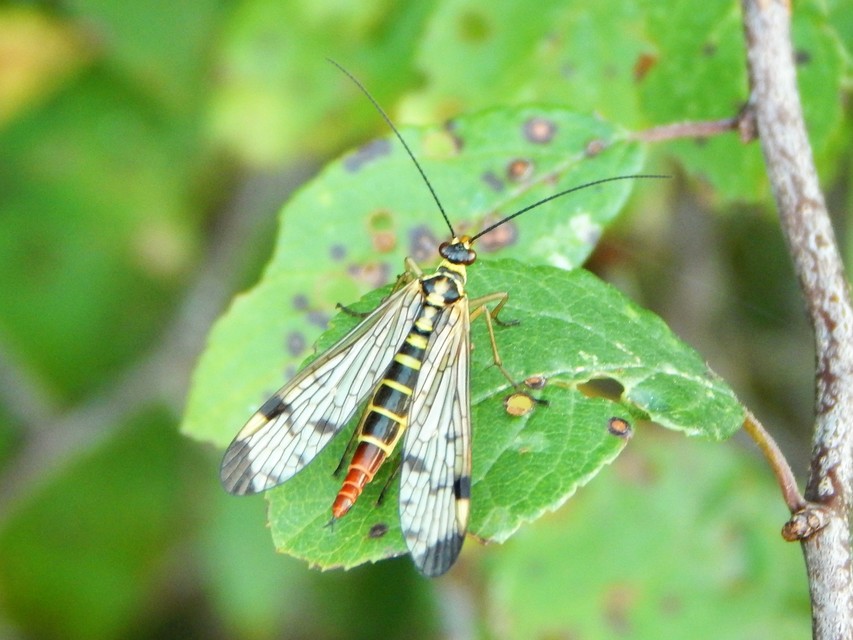 Panorpa communis - közönséges skorpiólégy