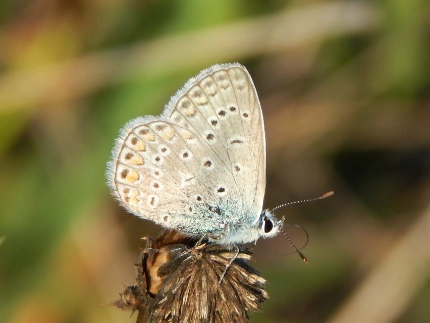 Polyommatus icarus - közönséges boglárka