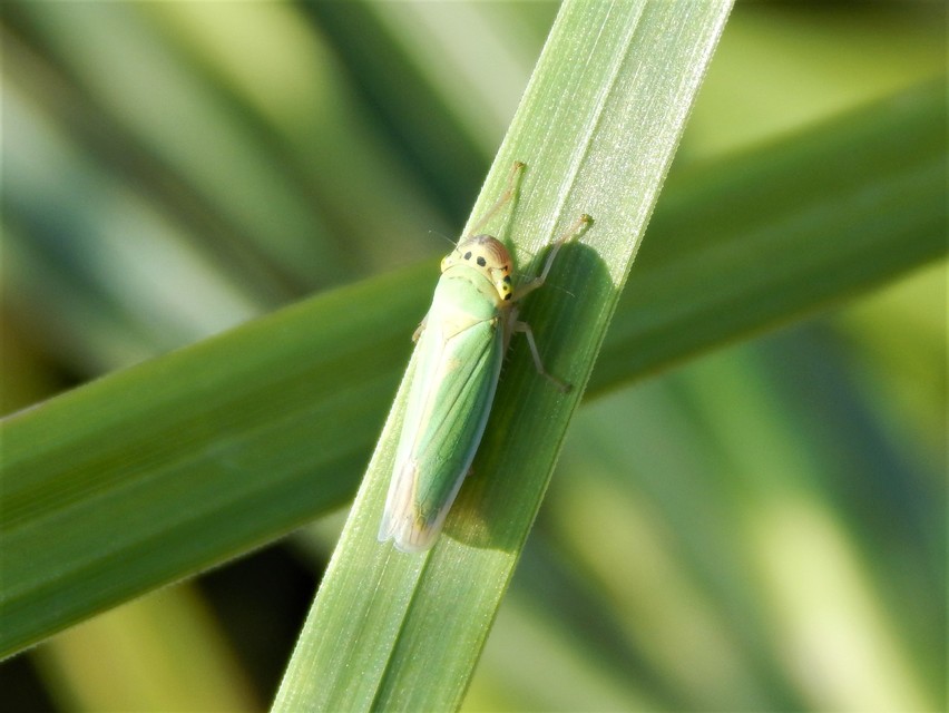 Cicadella viridis - méregzöld kabóca