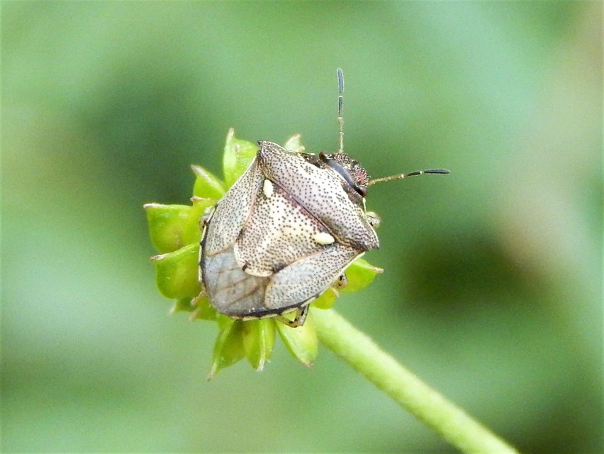 Eysarcoris aeneus - fémes feketefejű-poloska Eysarcoris aeneus - fémes feketefejű-poloska