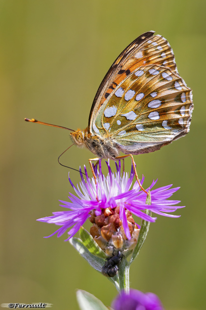 Argynnis aglaja - kerekfoltú gyöngyházlepke