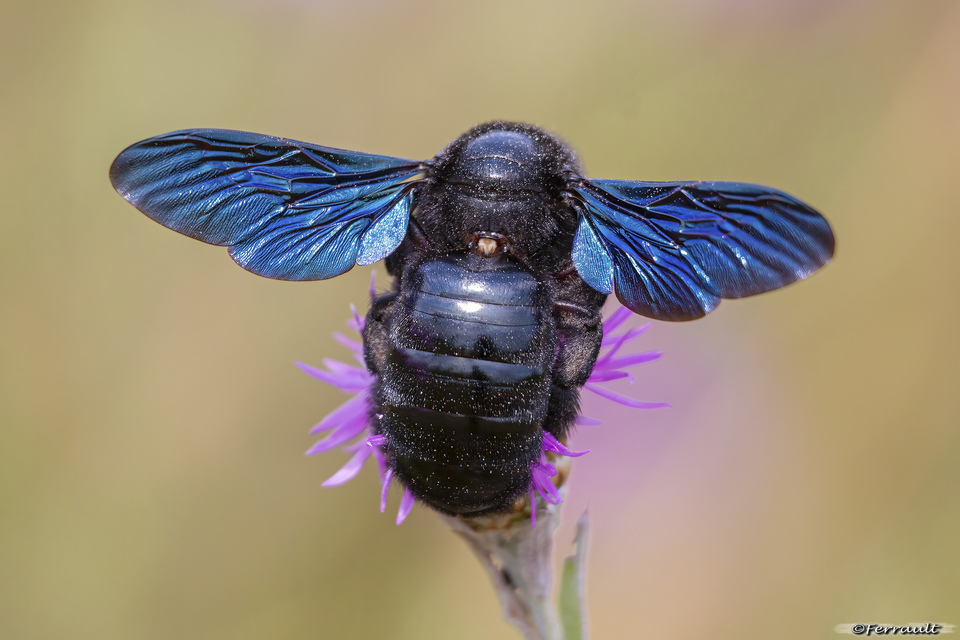 Xylocopa