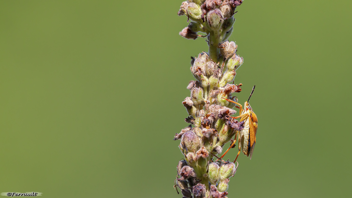 Carpocoris