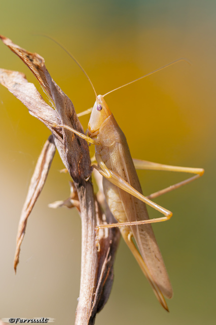 Ruspolia nitidula - nagy kúpfejűszöcske