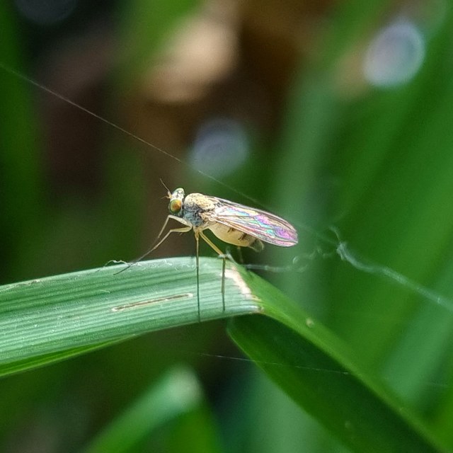 Dolichopodidae - szúnyoglábú legyek