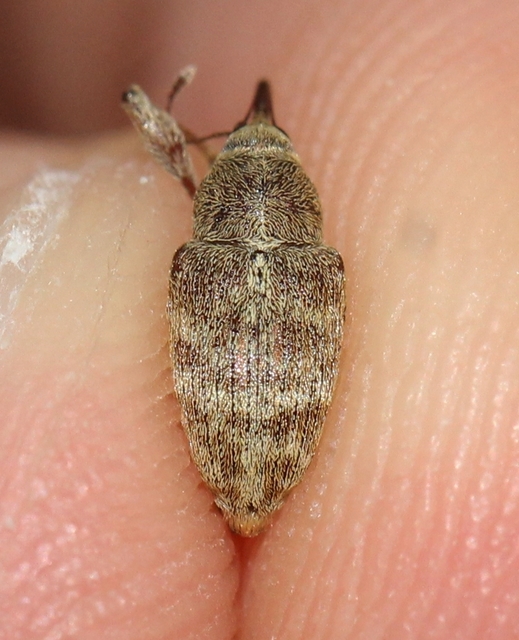 Curculio propinquus - halvány zsuzsóka