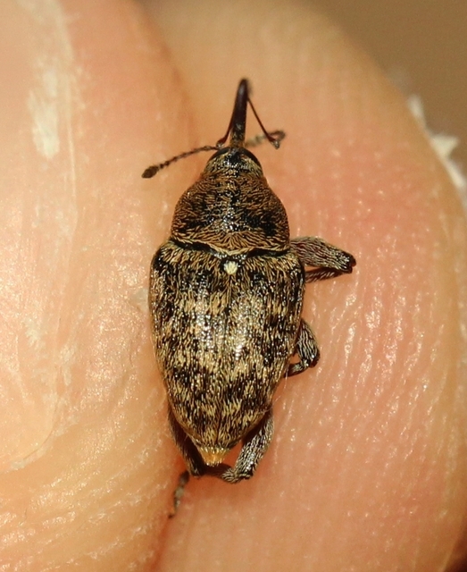Curculio glandium - tölgymakkzsuzsóka