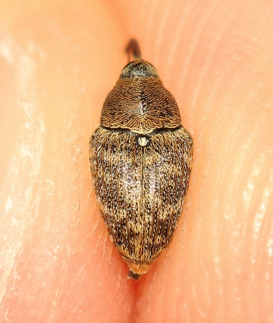 Curculio glandium - tölgymakkzsuzsóka