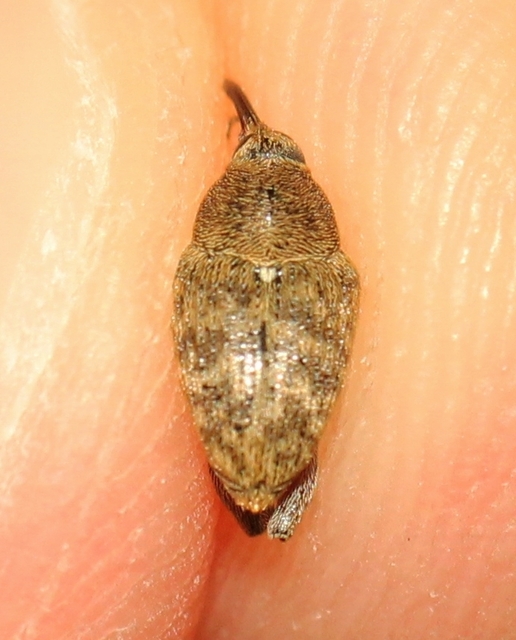 Curculio glandium - tölgymakkzsuzsóka
