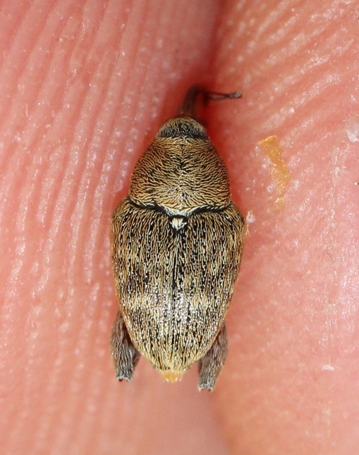 Curculio glandium - tölgymakkzsuzsóka