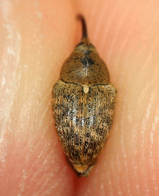 Curculio glandium - tölgymakkzsuzsóka