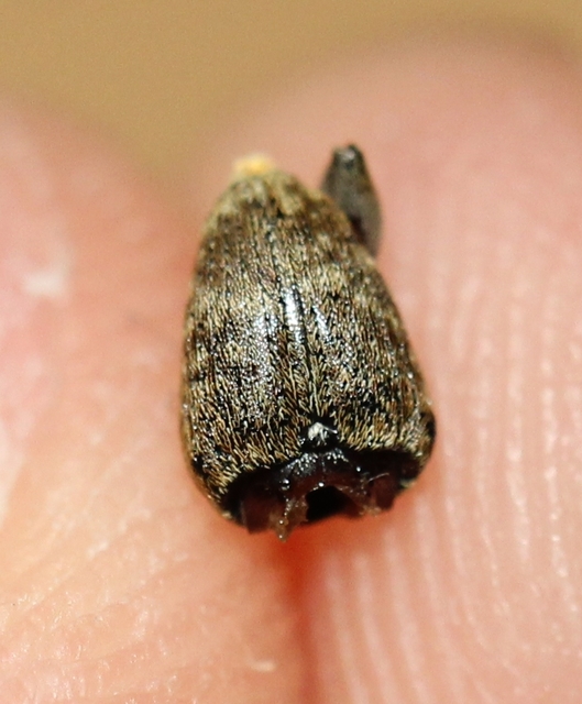 Curculio glandium - tölgymakkzsuzsóka